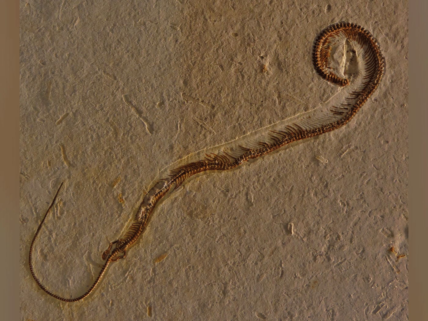 A Four-Legged Snake? | The Institute for Creation Research